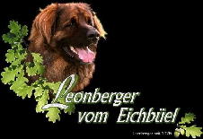 Leonberger vom Eichbüel
